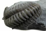 Long Curled Flexicalymene Trilobite - Mt Orab, Ohio #375290-1